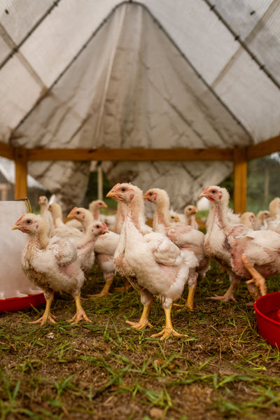 Pastured Poultry – 4Girvinsfarm